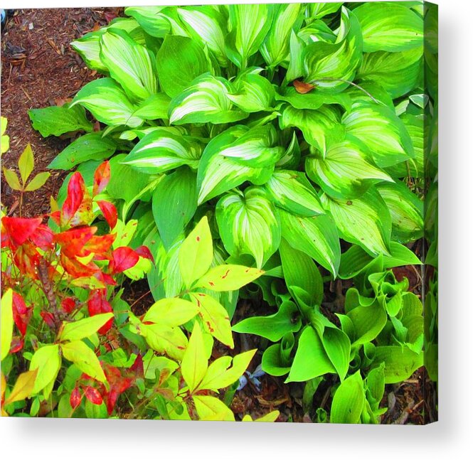 Flora Acrylic Print featuring the photograph Fresh by Debbie Sikes