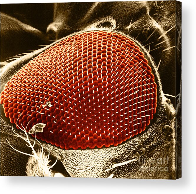 Fruitfly Acrylic Print featuring the photograph Fruit Fly Eye SEM by Omikron
