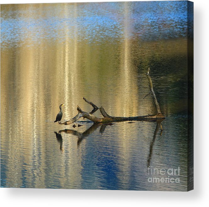 Cormorant Acrylic Print featuring the photograph Balance Point by Michelle Twohig