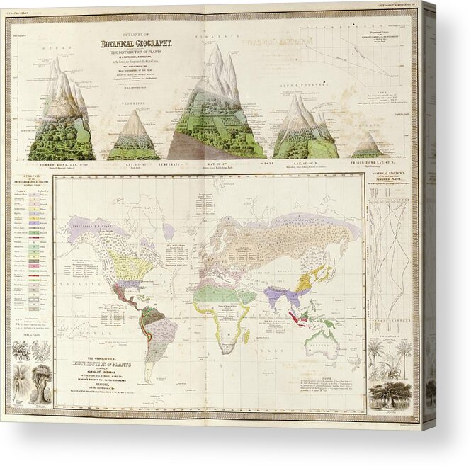 Botanical Geography Acrylic Print featuring the photograph Global Botanical Geography by Library Of Congress, Geography And Map Division
