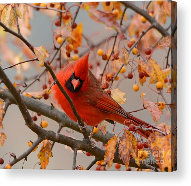 Red Northern Male Cardinals Acrylic Print featuring the photograph Glorious by Nava Thompson