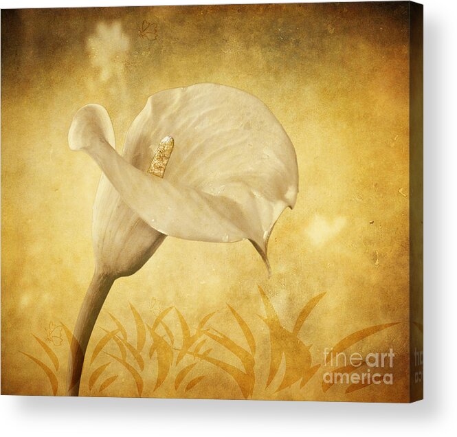 Cala Lily Acrylic Print featuring the photograph Golden Glow Cala Lily by Shirley Mangini