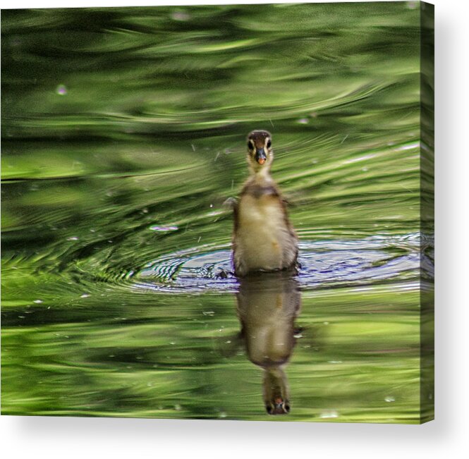 Baby Duck Acrylic Print featuring the photograph Happy Dance by Toma Caul