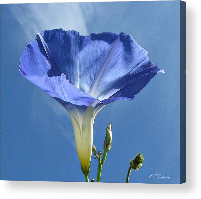 Morning Glory Acrylic Print featuring the photograph Heavenly Blue on Blue by MTBobbins Photography