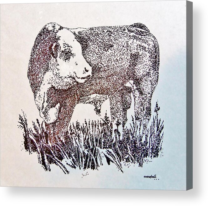 Bull Acrylic Print featuring the drawing Polled Hereford Bull by Larry Campbell