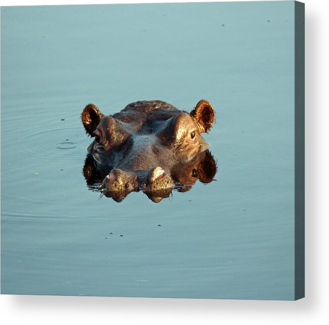 Hippo Acrylic Print featuring the photograph Hippo Forward Reflection by Christy Cox