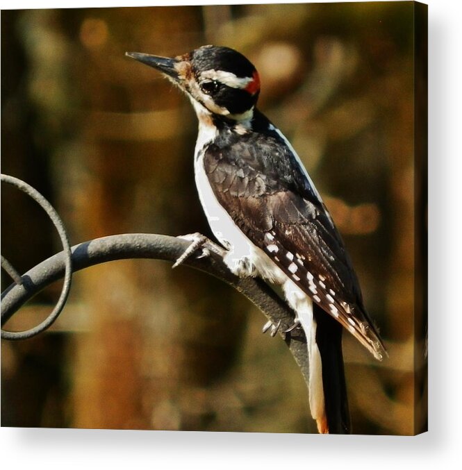 Woodpecker Acrylic Print featuring the photograph Impressive Visit by VLee Watson
