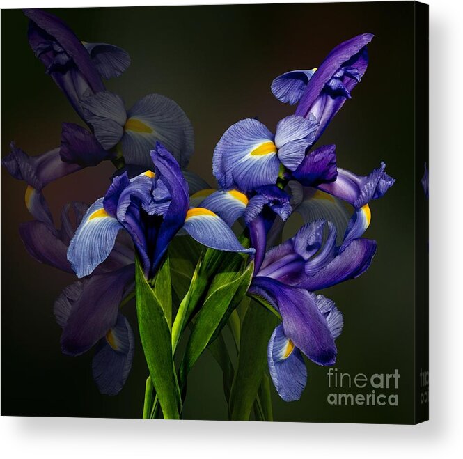 Flowers Acrylic Print featuring the photograph Iris Fantasy by Shirley Mangini