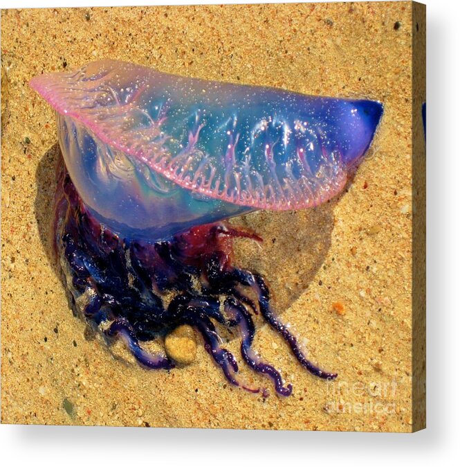 Jellyfish On The Beach Acrylic Print featuring the photograph Jellyfish on the Beach by John Malone