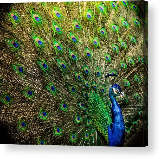 Peacocks Acrylic Print featuring the photograph KING of BIRDS by Karen Wiles