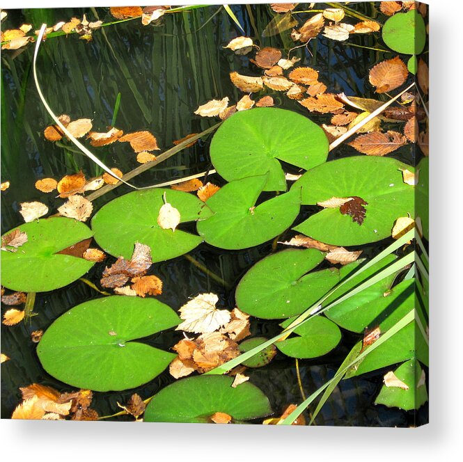 Lily Pads Acrylic Print featuring the photograph Lily Pads by Mary Bedy