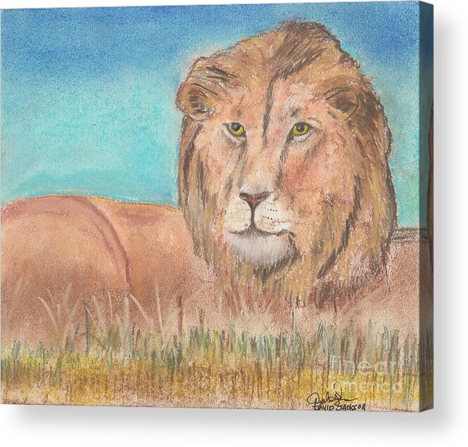 Lion Acrylic Print featuring the pastel Lion by David Jackson