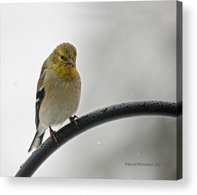 Yellow Finch Acrylic Print featuring the photograph Little Guy by Denise Romano
