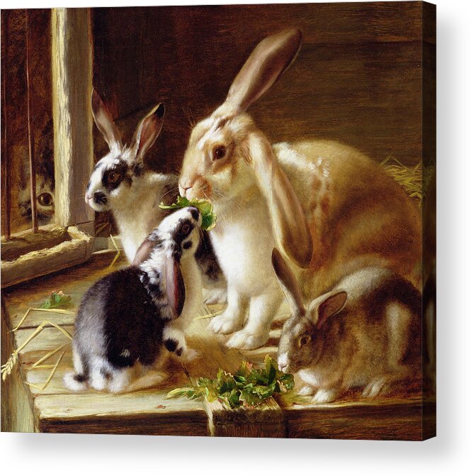 Eating Acrylic Print featuring the painting Long-eared rabbits in a cage watched by a cat by Horatio Henry Couldery