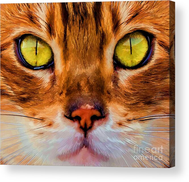 Cat Acrylic Print featuring the photograph Look Into My Eyes by Barbara McMahon