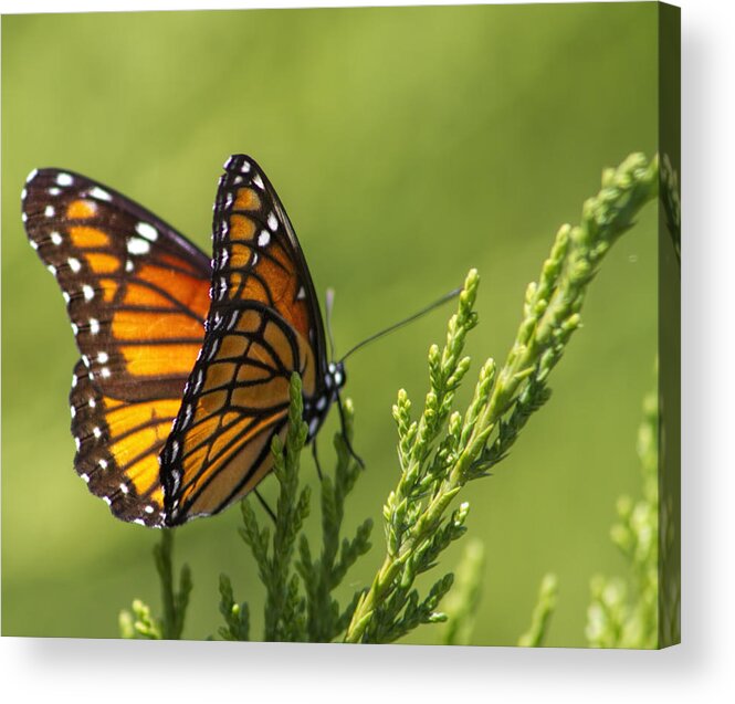 Danaus Plexippus Acrylic Print featuring the photograph Magical Monarch Butterfly - Danaus plexippus by Kathy Clark