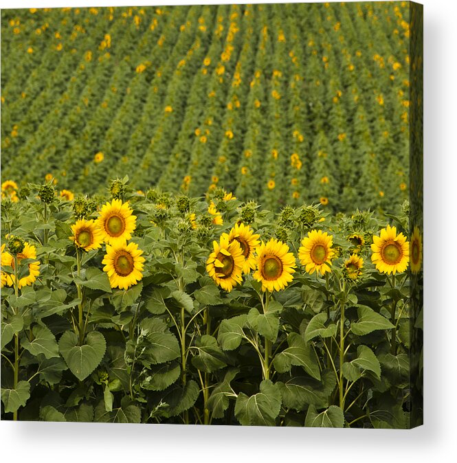 Bloom Acrylic Print featuring the photograph Miles of Smiles by Christi Kraft