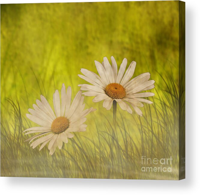 Daisies Acrylic Print featuring the photograph Misty Daisies by Shirley Mangini
