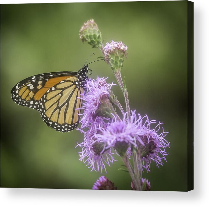 Monarch Butterfly Acrylic Print featuring the photograph Monarch And My Blazing Star by Thomas Young