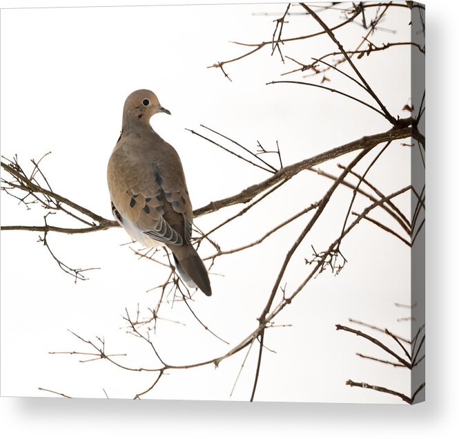 Jan Holden Acrylic Print featuring the photograph Mourning Dove by Holden The Moment