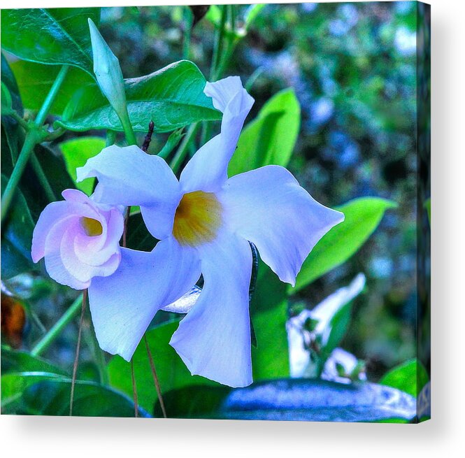 Flower Acrylic Print featuring the photograph Flower 14 by Albert Fadel