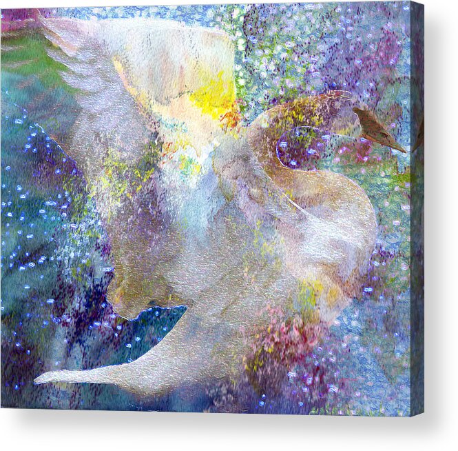 Bird Acrylic Print featuring the photograph On Swan's Wings by Kathy Bassett