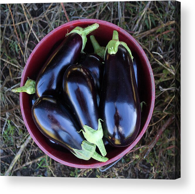 Grass Acrylic Print featuring the photograph Organic Eggplant by John Burke