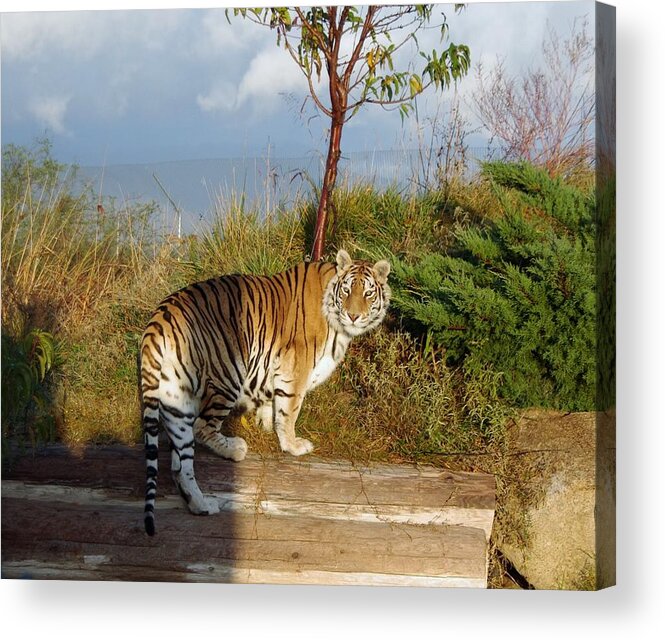 Africa Acrylic Print featuring the photograph Out of Africa Tiger 1 by Phyllis Spoor