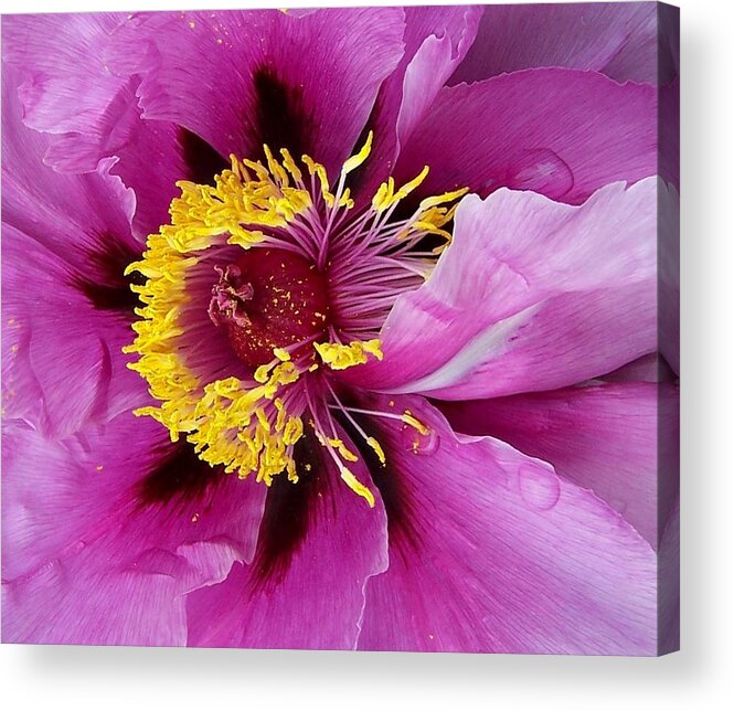 Peony Acrylic Print featuring the photograph Peony Revealed by Peter Mooyman