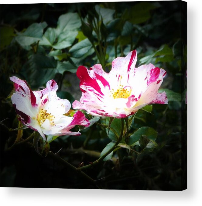 Roses Acrylic Print featuring the photograph Peppermint Roses by Marilyn MacCrakin
