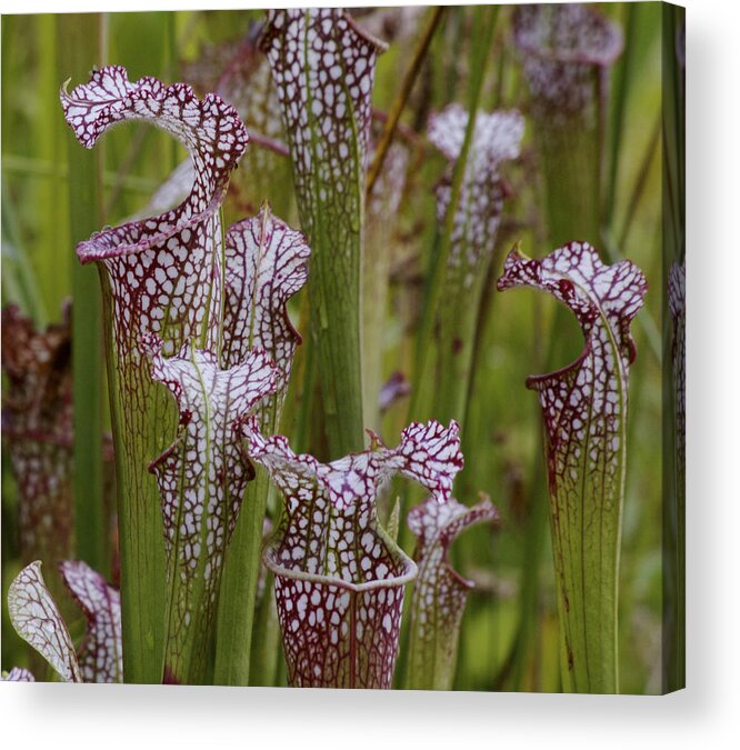 Pitcher Plants Acrylic Print featuring the photograph Pitcher Plants Discussing What To Gang Up On Next by Craig Bohanan