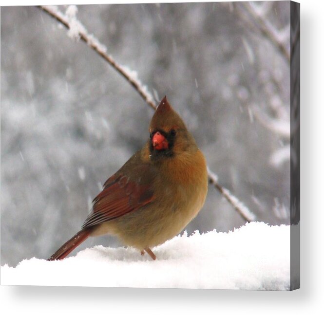 Cardinal Acrylic Print featuring the photograph Princess in the Snow by Leea Baltes