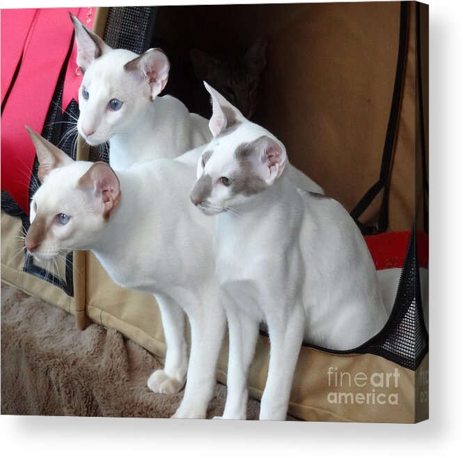 Cats Acrylic Print featuring the photograph Prize Winning Triplets by Laurel Best