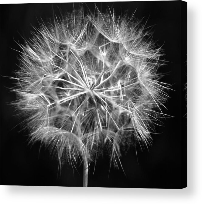 Larry Goss Acrylic Print featuring the photograph Puff Glow by Larry Goss