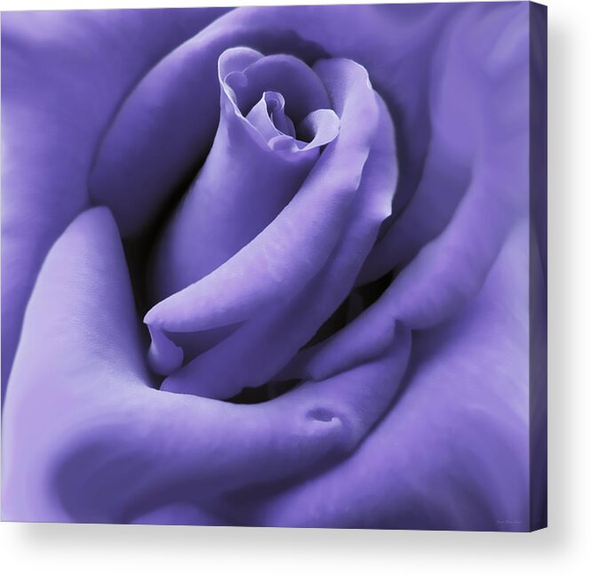 Rose Acrylic Print featuring the photograph Purple Velvet Rose Flower by Jennie Marie Schell