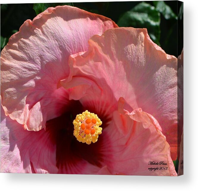 Flower Photograph Acrylic Print featuring the photograph Queen Peace 3 - signed by Michele Penn