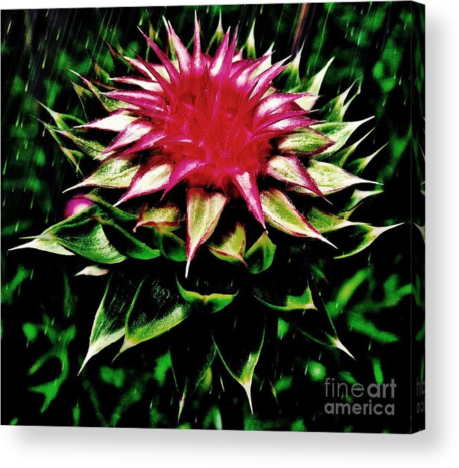 Flower Acrylic Print featuring the photograph Rain by Scott Allison