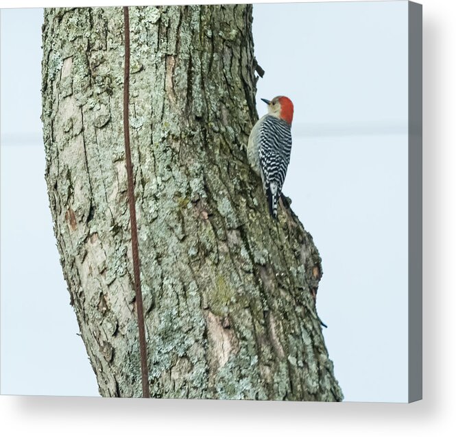 Red Acrylic Print featuring the photograph Red-Bellied Woodpecker by Holden The Moment