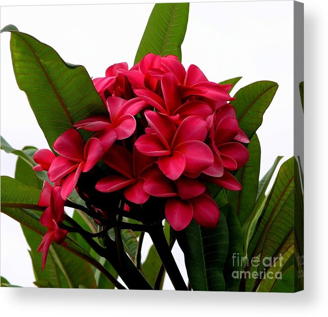 Plumeria Acrylic Print featuring the photograph Red Plumeria by Mary Deal