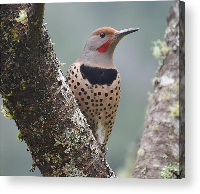 Bird Acrylic Print featuring the photograph Red Shafted Flicker VIII by Ronda Broatch