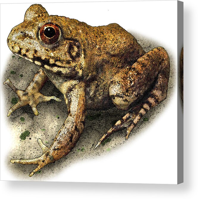 Nature Acrylic Print featuring the photograph River Frog by Roger Hall