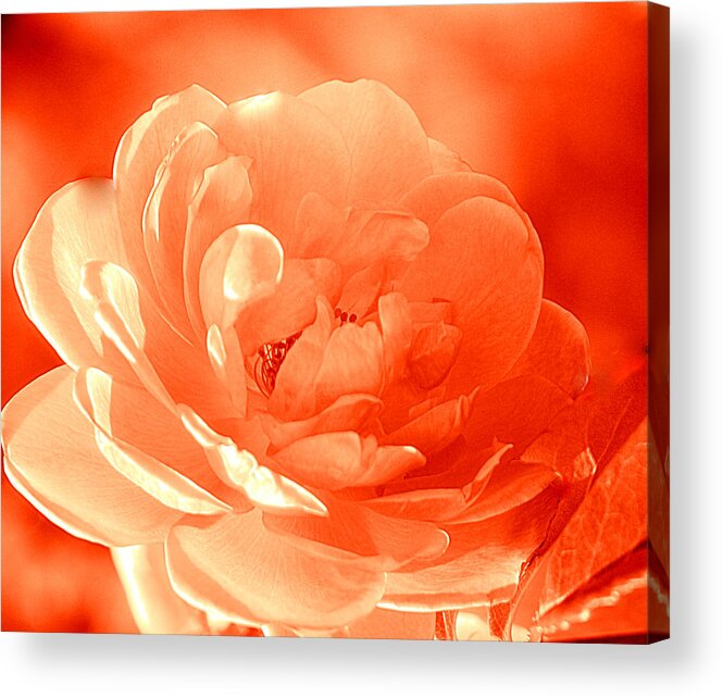Art Acrylic Print featuring the photograph Rose Orange by Joan Han