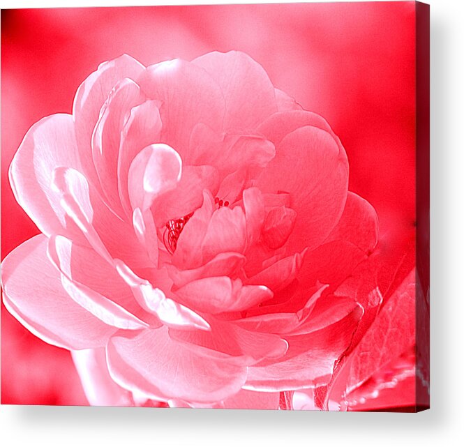 Art Acrylic Print featuring the photograph Rose Red by Joan Han