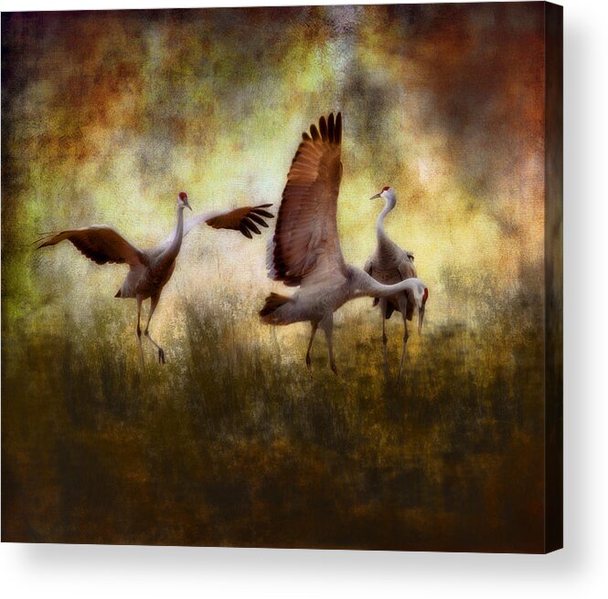 Wildlife Acrylic Print featuring the photograph Sandhill Cranes by Ellen Heaverlo