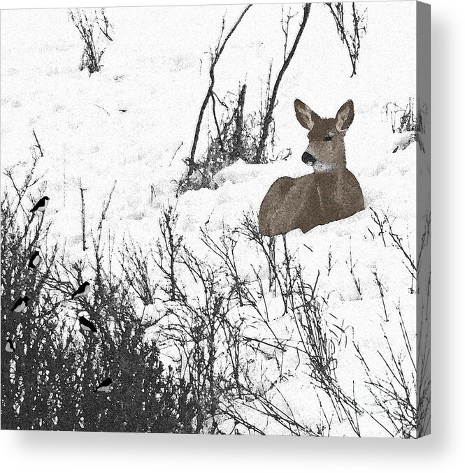 Deer Acrylic Print featuring the photograph Share The Land by Al Bourassa