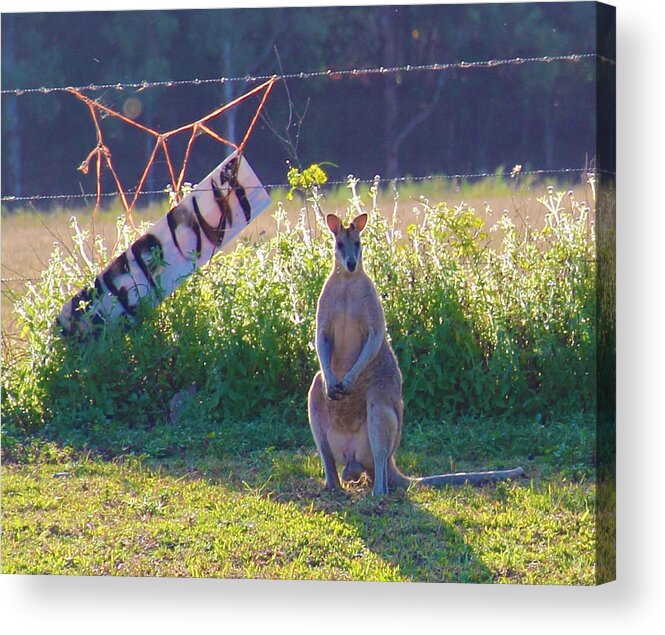 Wallaby Acrylic Print featuring the photograph Signs by Debbie Cundy