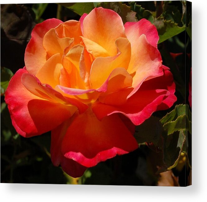 Linda Brody Acrylic Print featuring the photograph Single Red and Orange Rose by Linda Brody