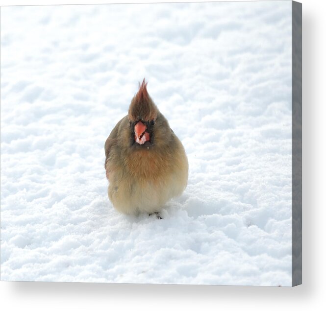 Cardinal Acrylic Print featuring the photograph Snow Beard by Holden The Moment