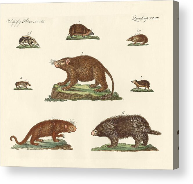 Common Hedgehog Acrylic Print featuring the drawing Spiny animals by Splendid Art Prints