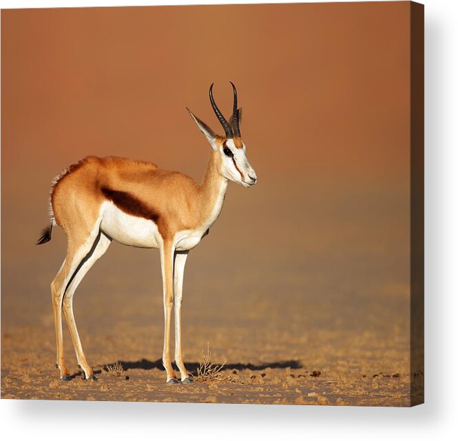 Springbok Acrylic Print featuring the photograph Springbok On Sandy Desert Plains by Johan Swanepoel